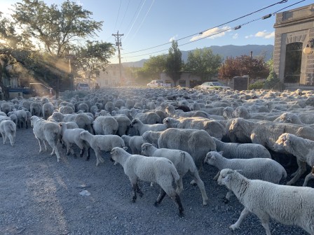 Sheep, May 2022